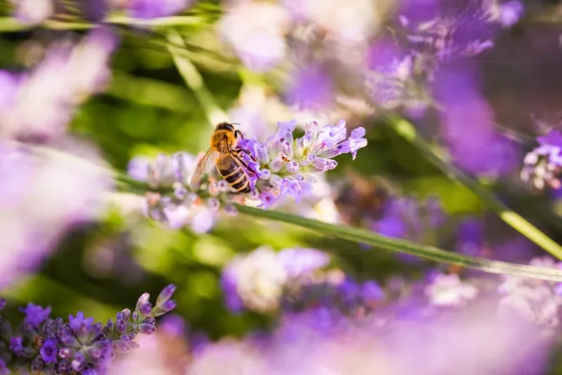 Včela opylující květ